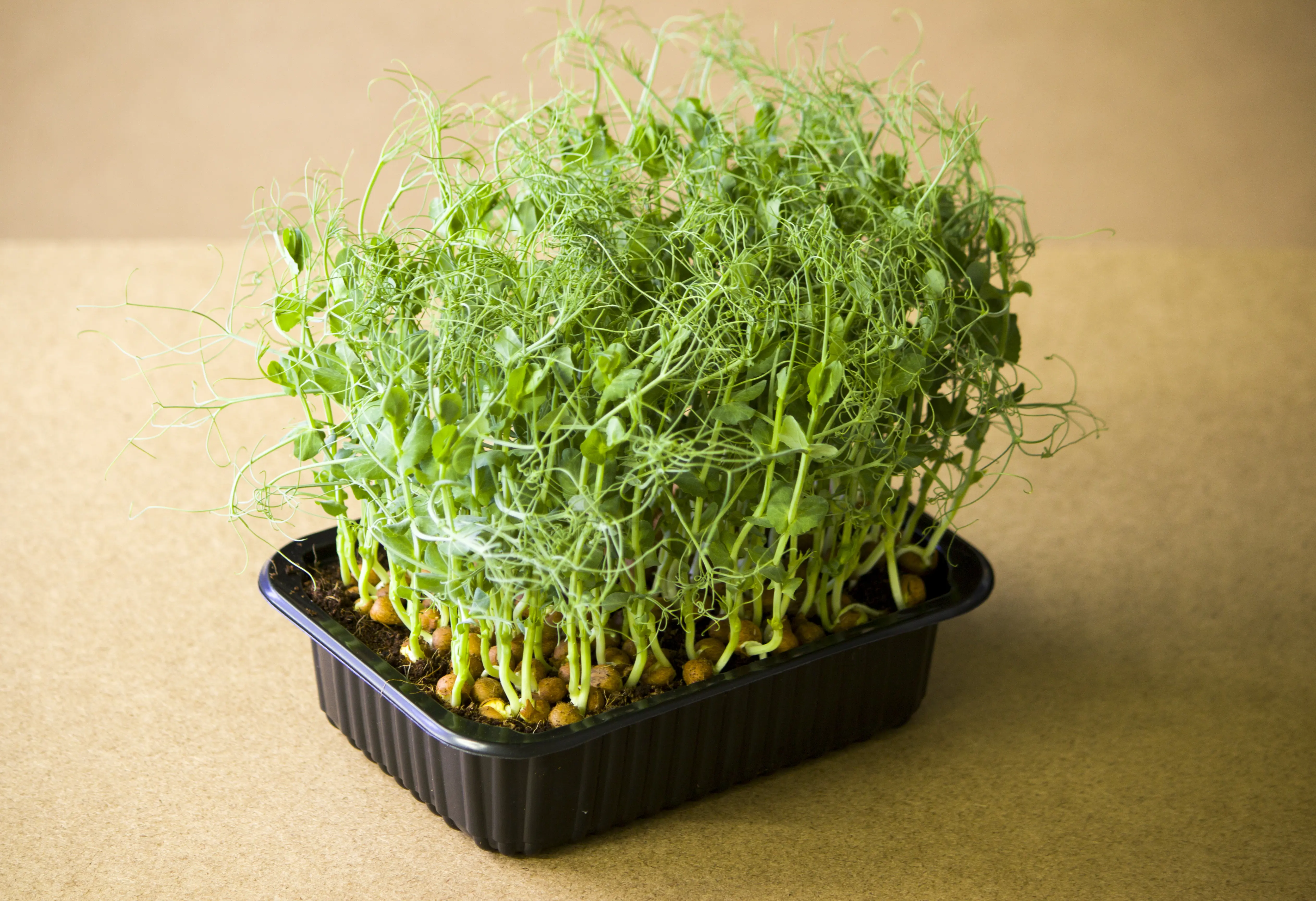 Borsó microgreen - mygreen.hu