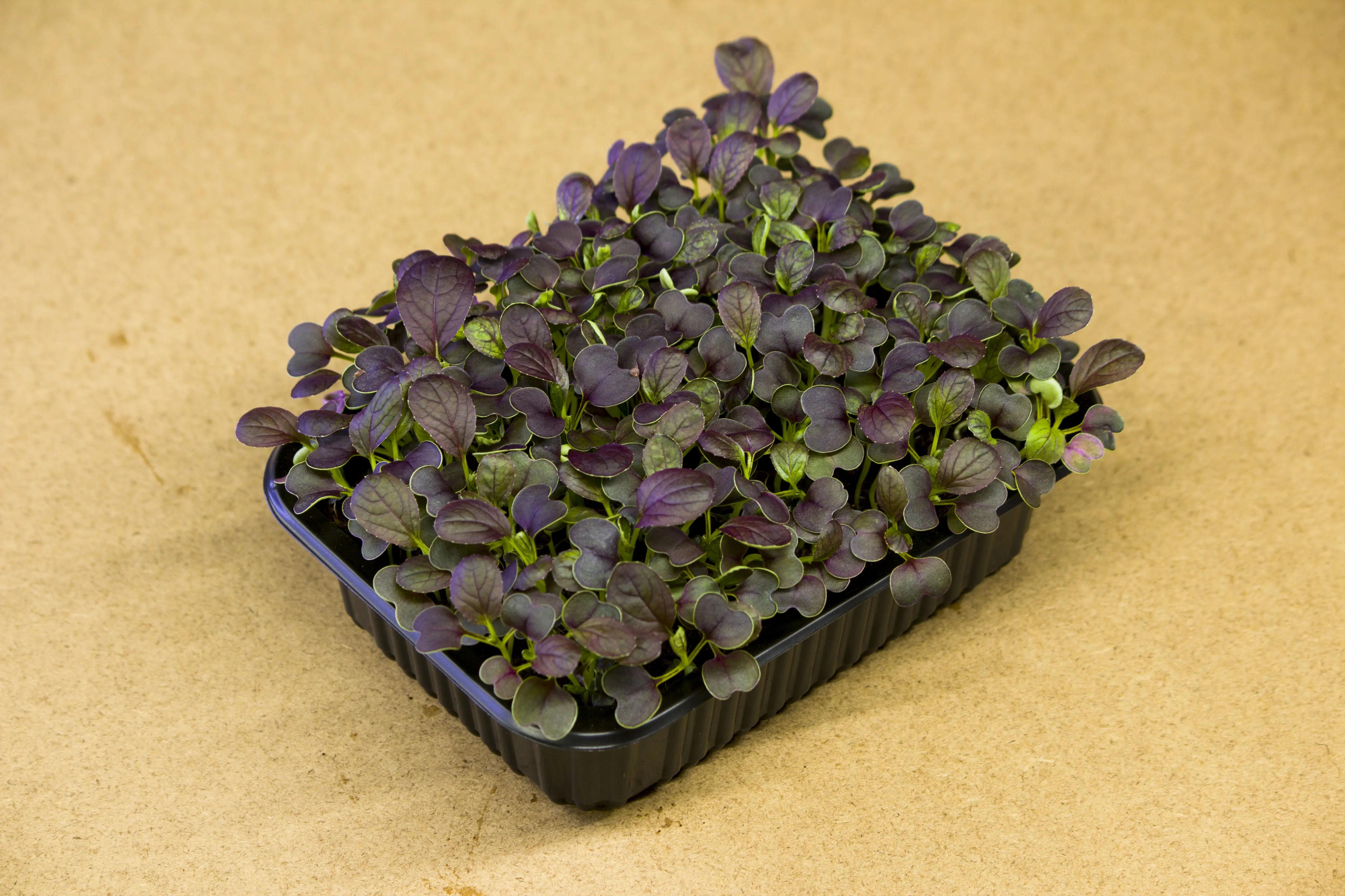 Pak Choi microgreen - mygreen.hu