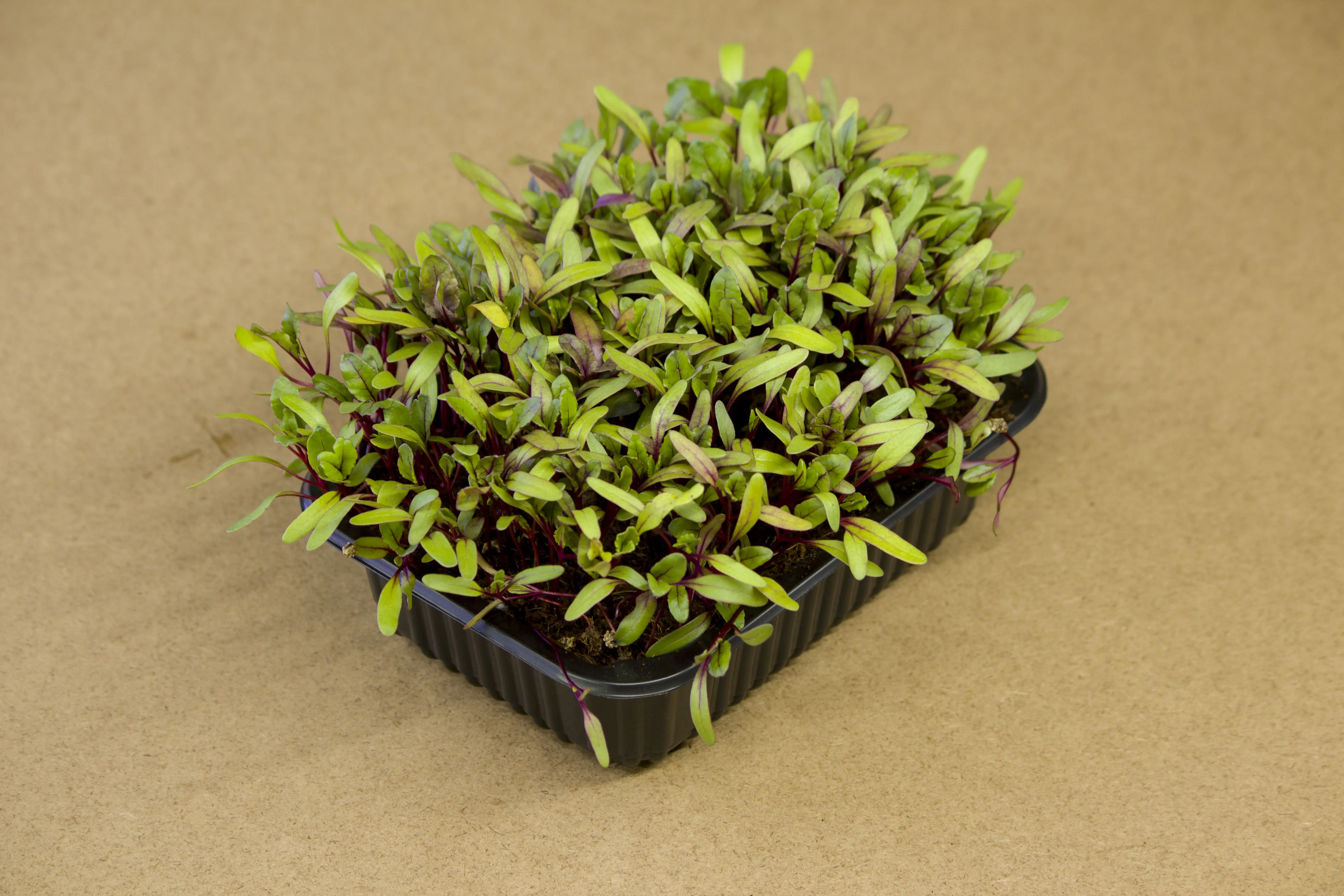 Cékla microgreen - mygreen.hu