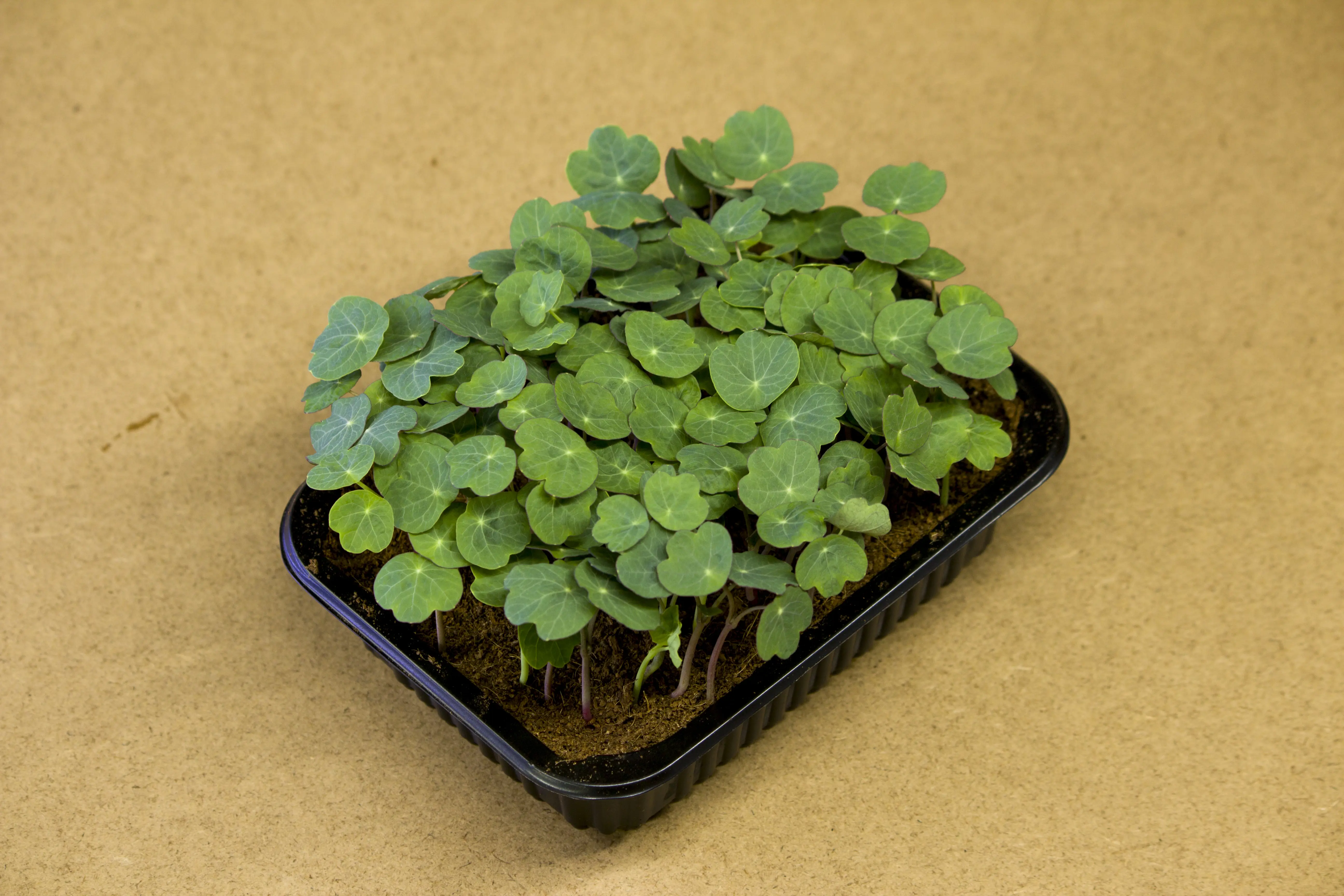 Sarkantyú microgreen - mygreen.hu
