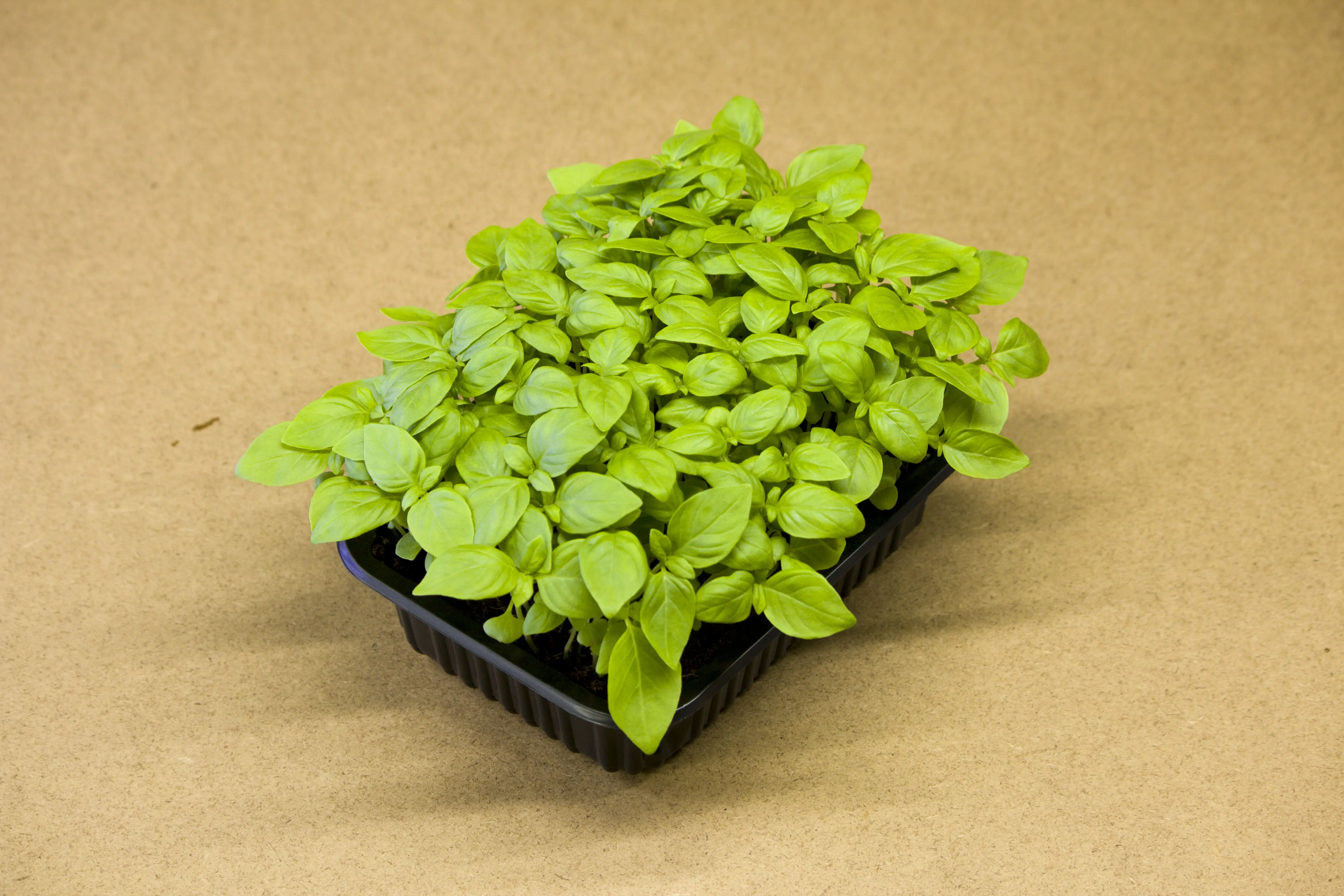 Citrom bazsalikom microgreen - mygreen.hu