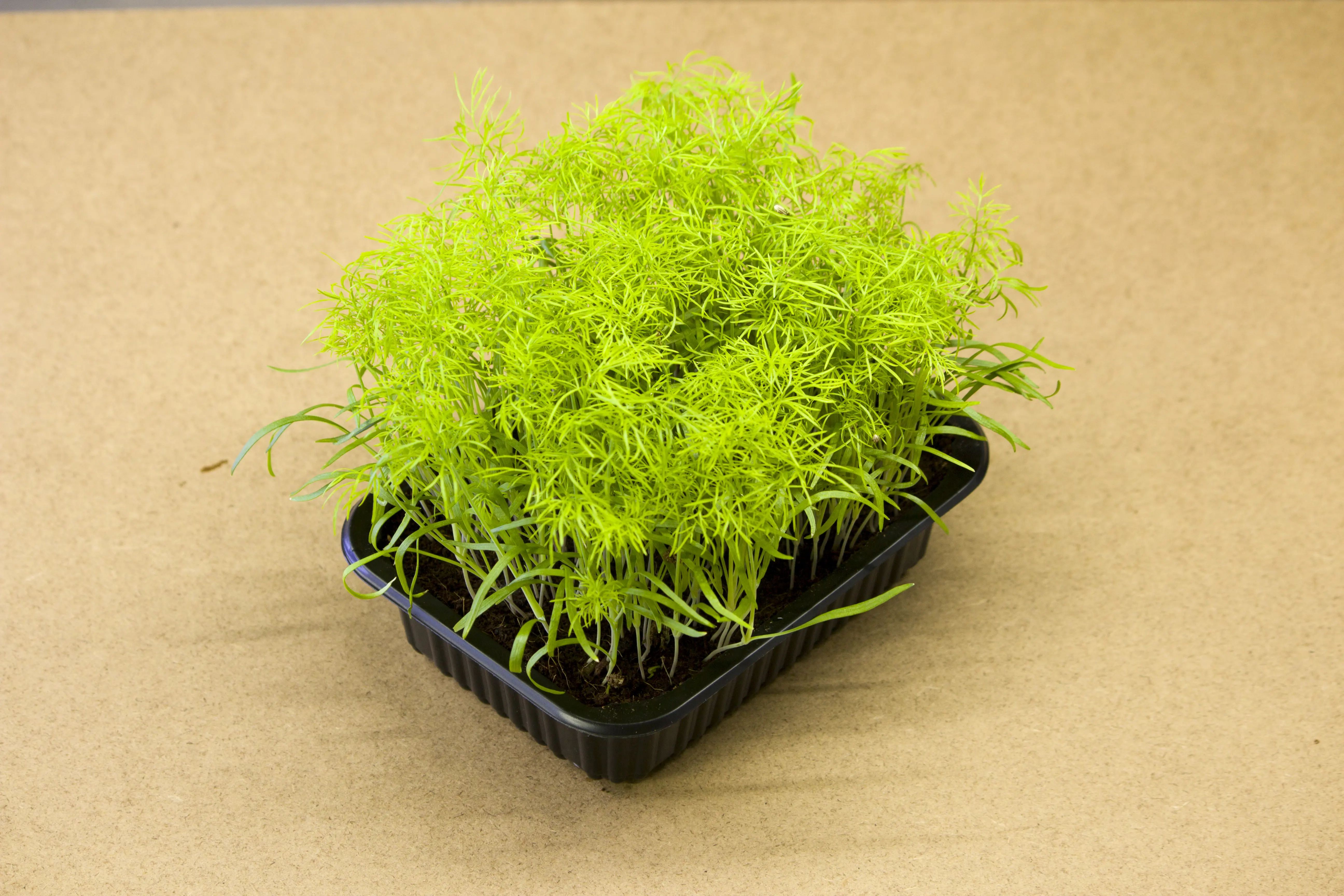 Édeskömény microgreen - mygreen.hu