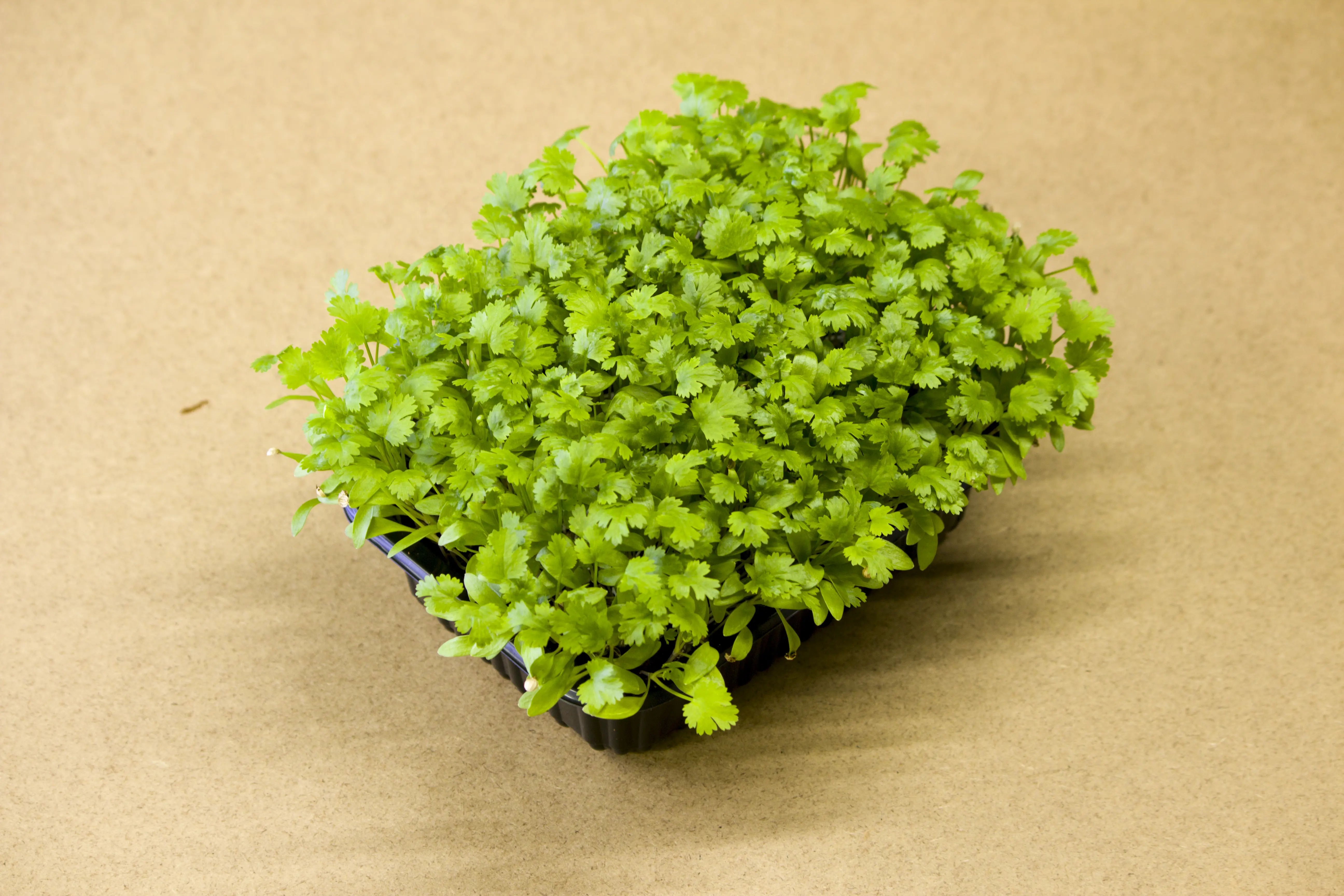 Koriander microgreen - mygreen.hu
