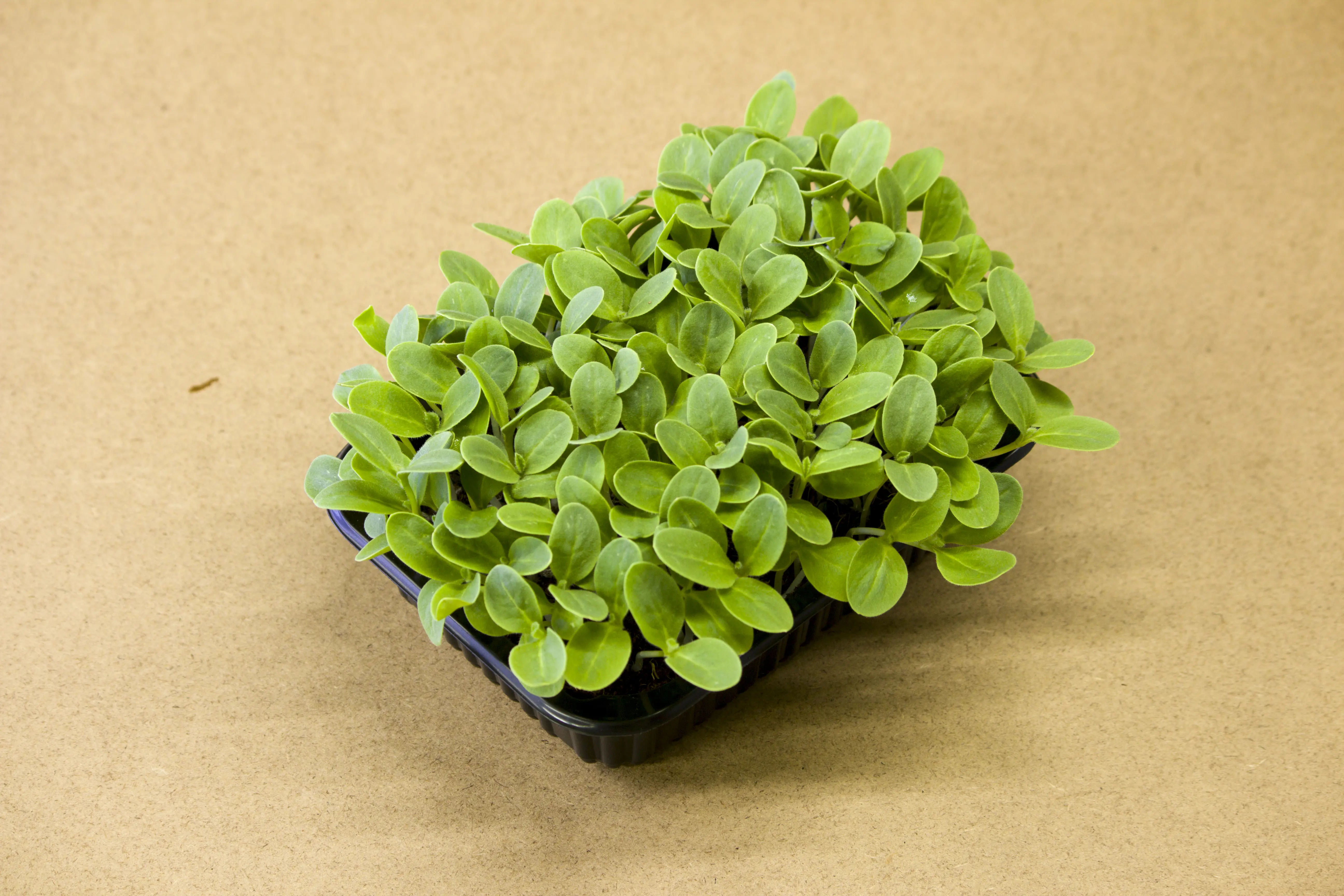 Borágó microgreen - mygreen.hu