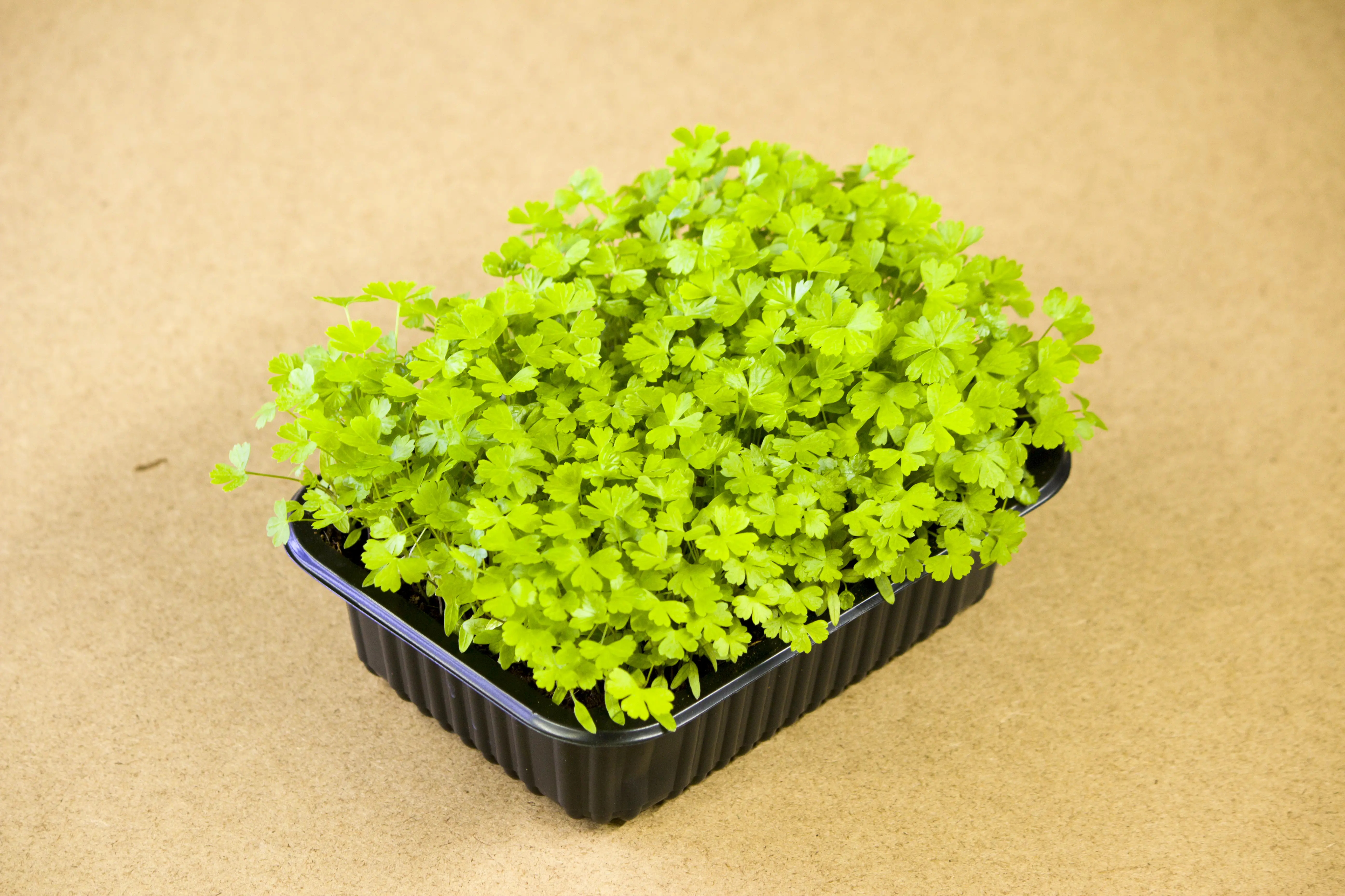 Petrezselyem microgreen - mygreen.hu