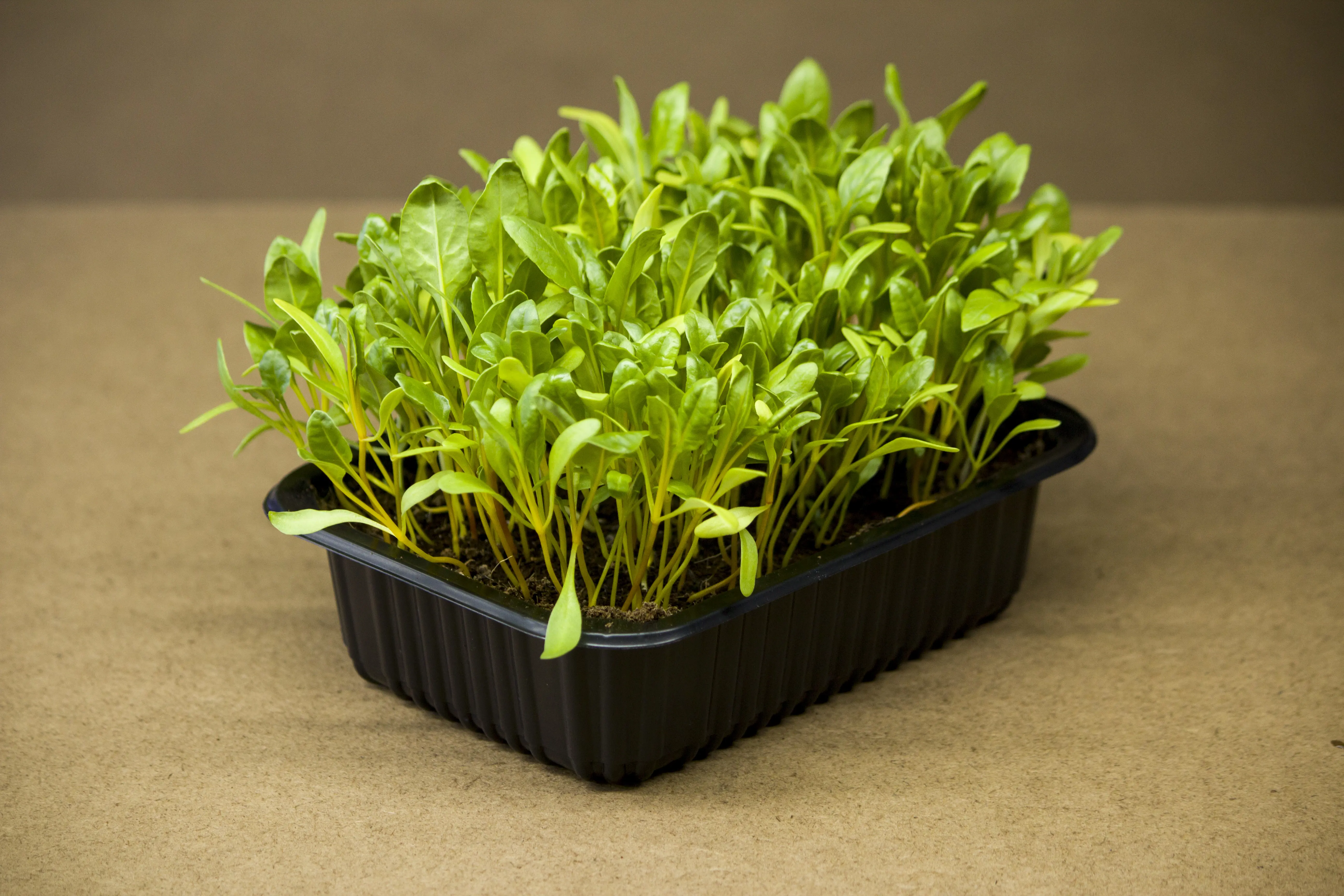 Mángold microgreen - mygreen.hu