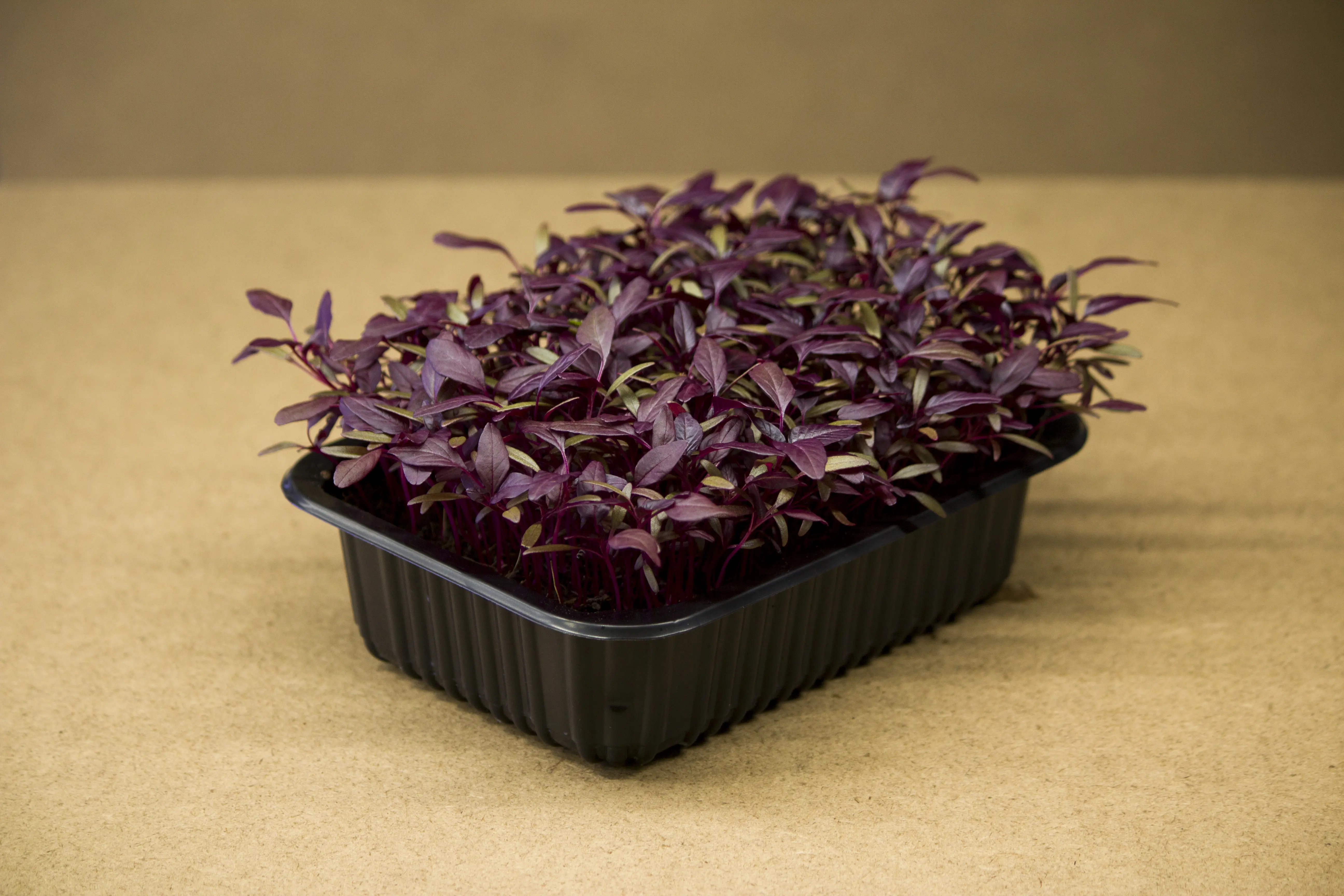 Amaranth microgreen - mygreen.hu