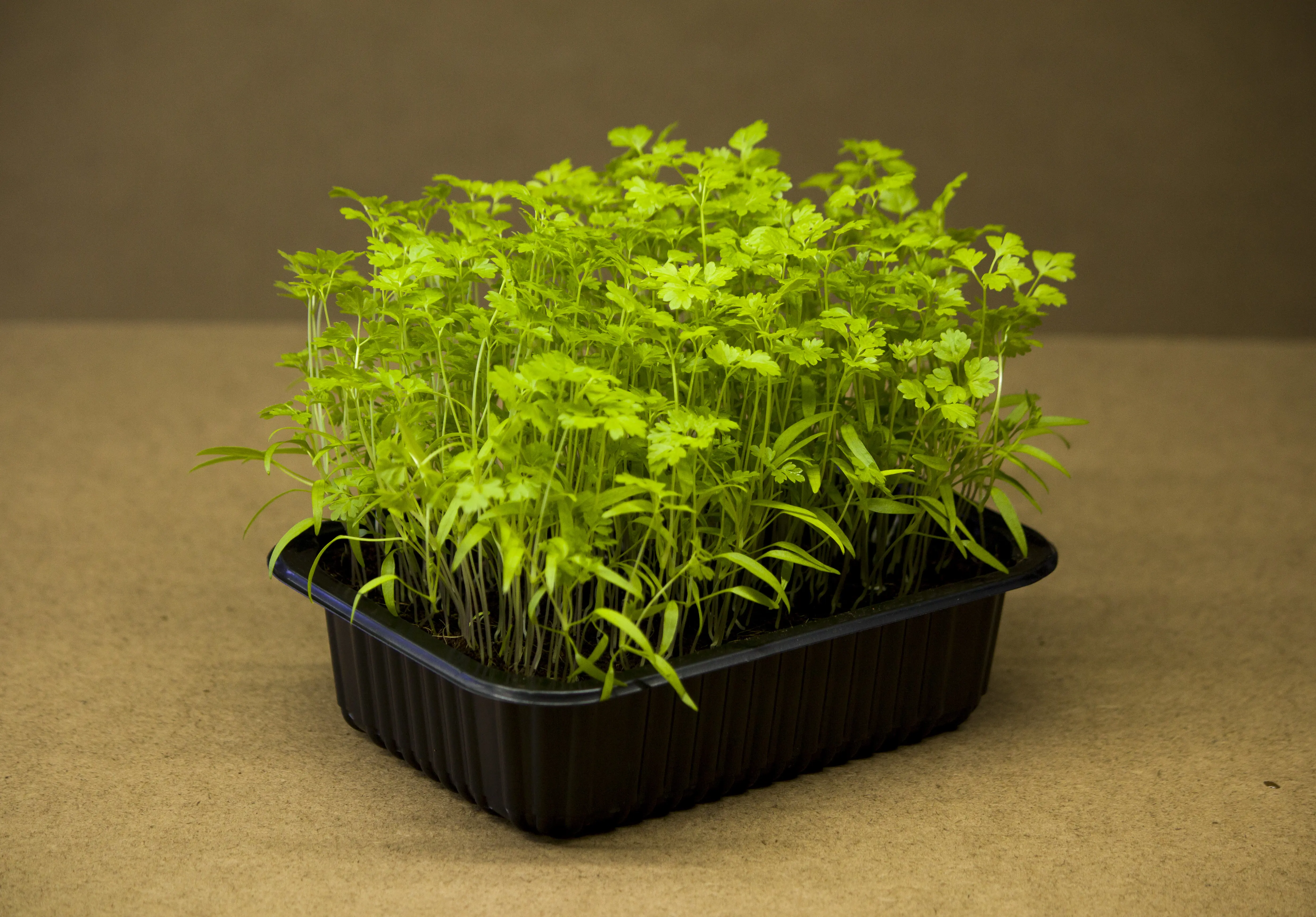 Turbolya microgreen - mygreen.hu