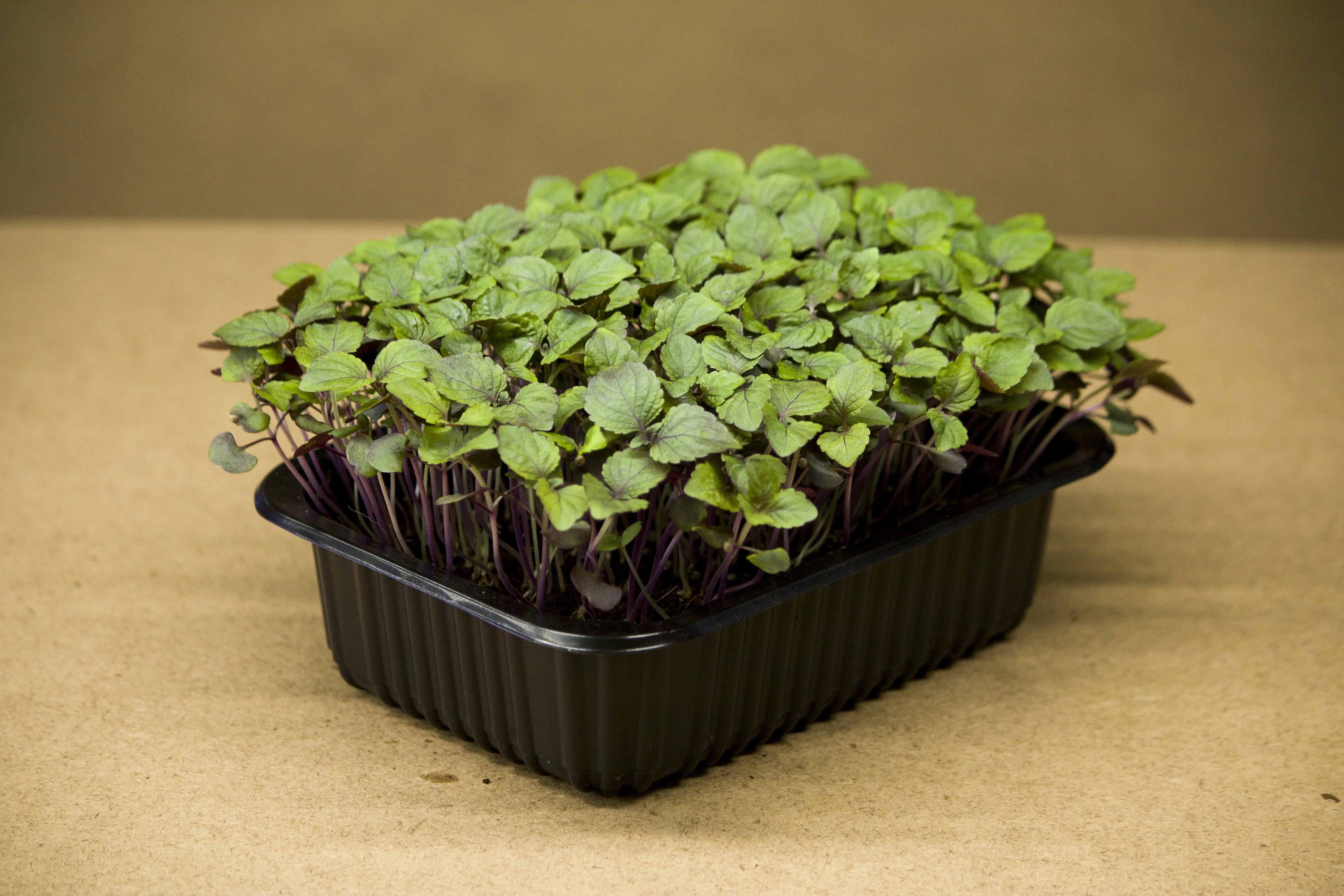 Shiso microgreen - mygreen.hu
