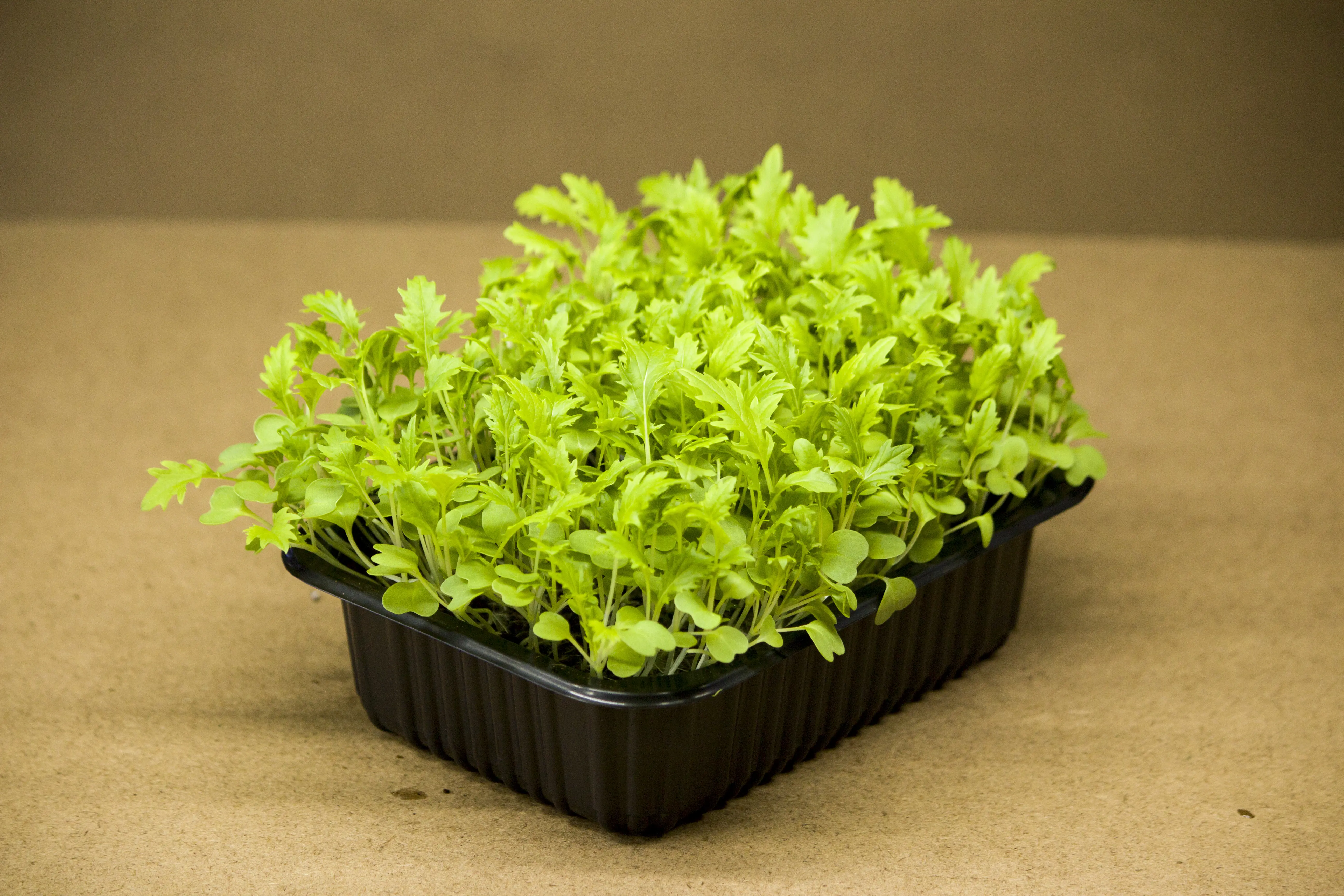 Mizuna microgreen - mygreen.hu