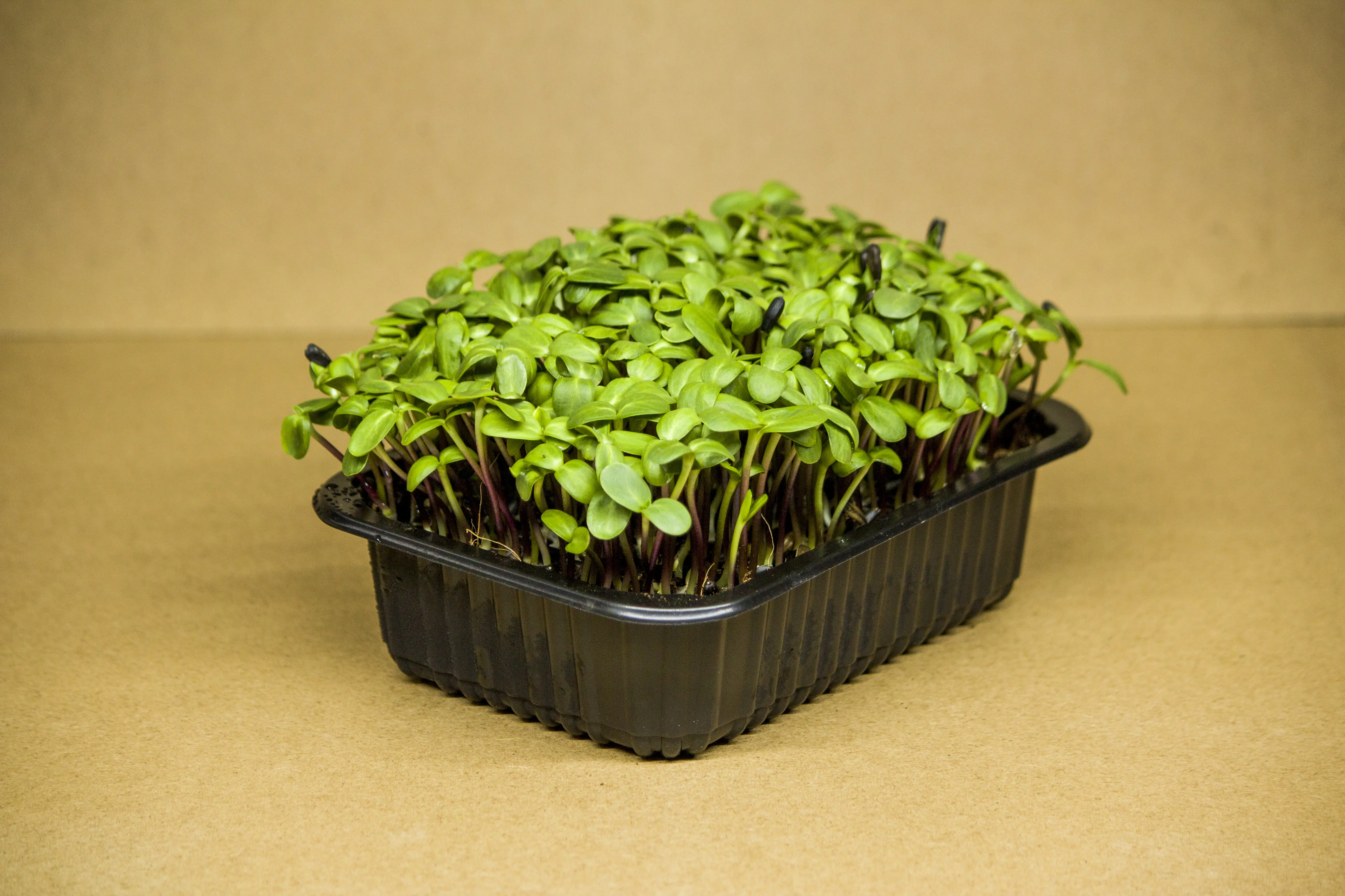 Napraforgó microgreen - mygreen.hu