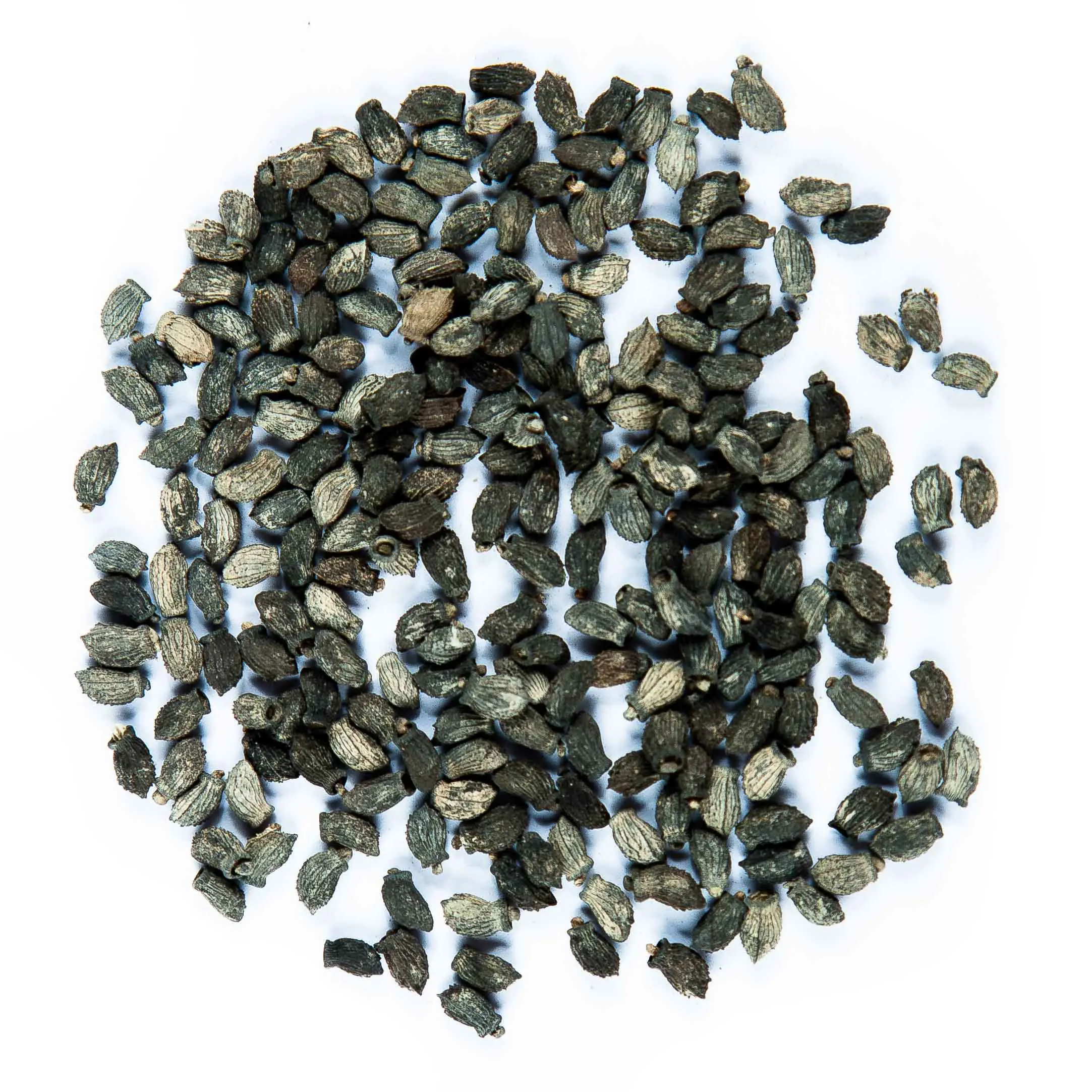 Borágó seed - mygreen.hu