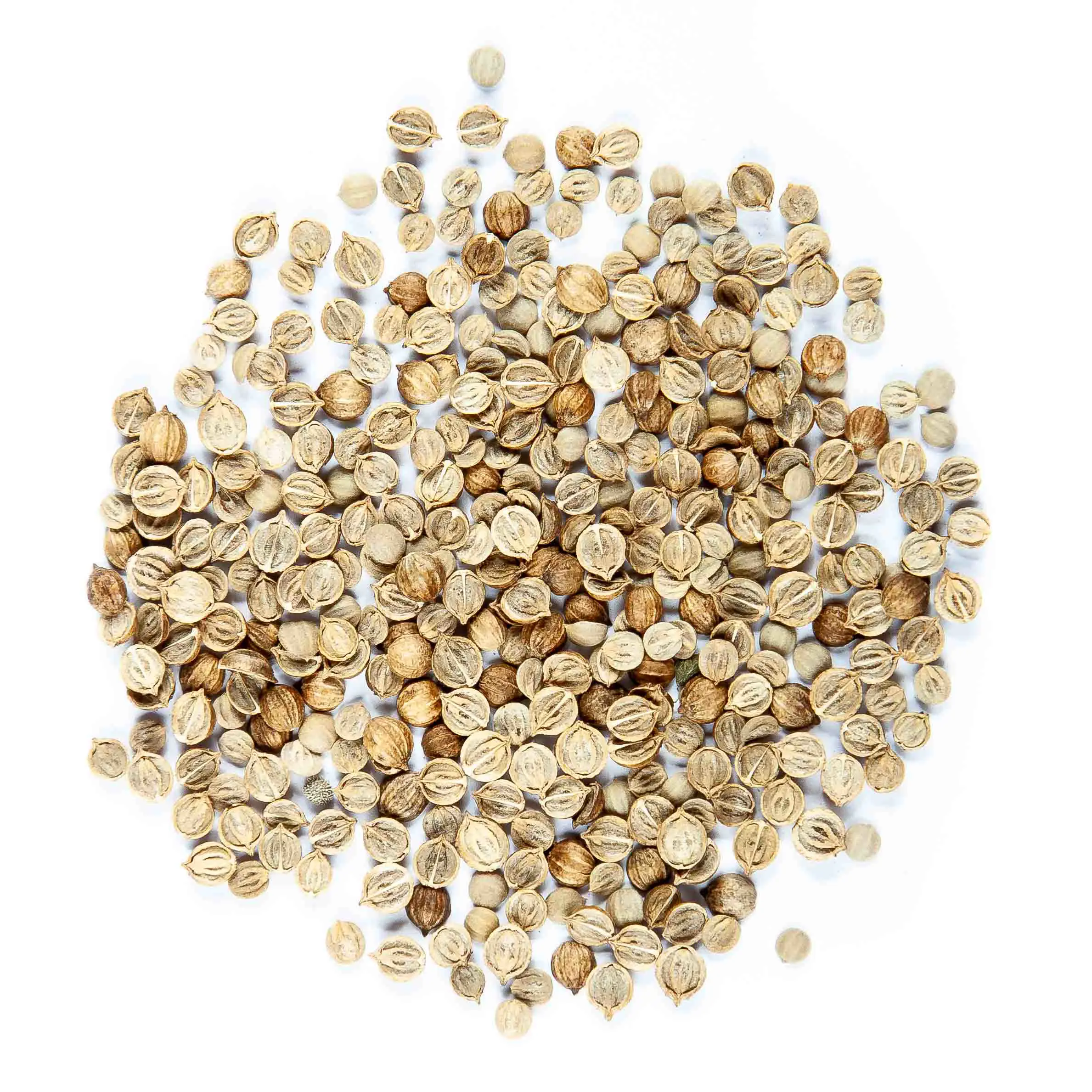 Koriander seed - mygreen.hu