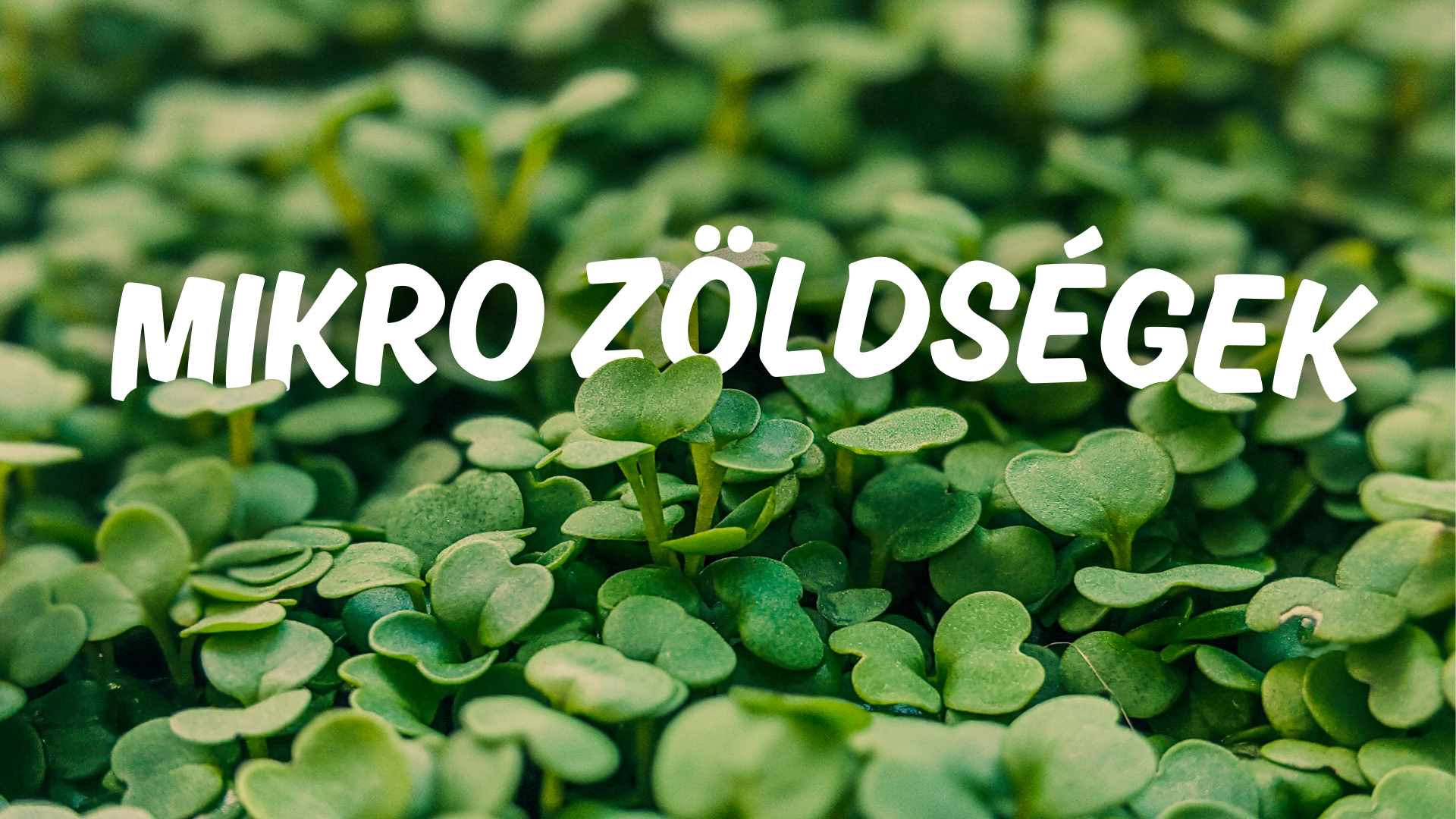 Háttérkép - mygreen.hu