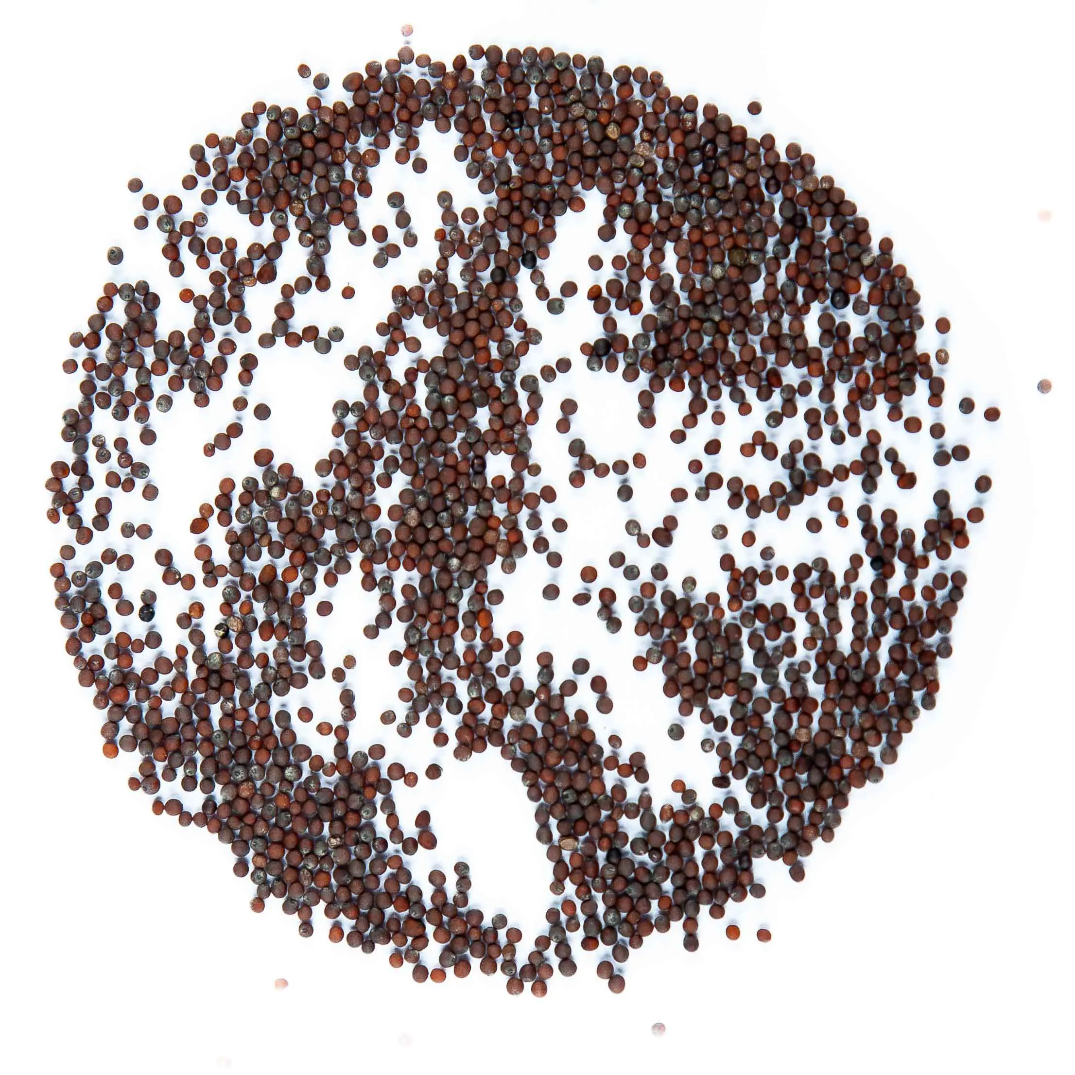 Mizuna seed - mygreen.hu