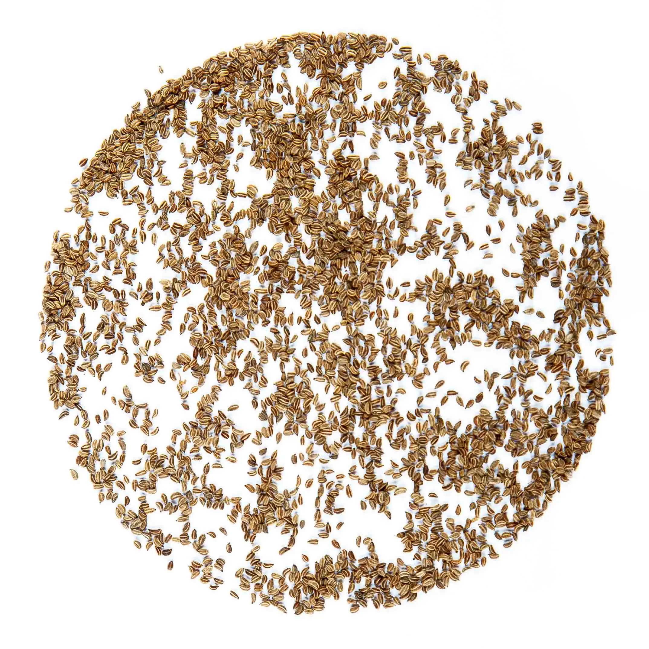 Édeskömény seed - mygreen.hu